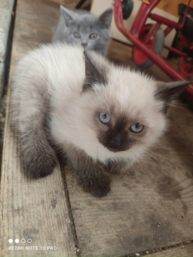 Отдам котят в добрые руки. К лотку приучены.
Один мальч?...
