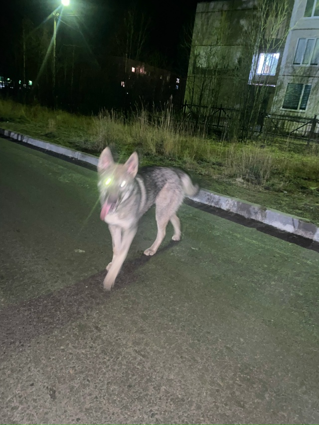 Чей пёс? Бегает в районе Сидоренко 4,6,8.