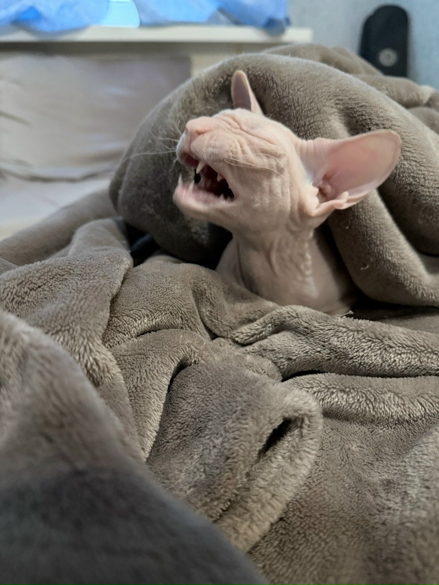 Всратая Ноночка