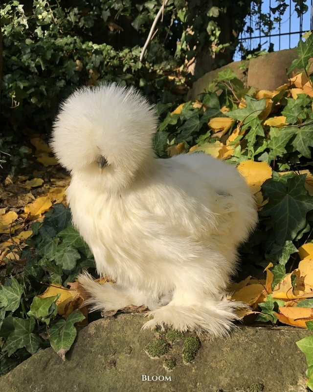 Это китайские шёлковые курочки — одна из самых необыч?...