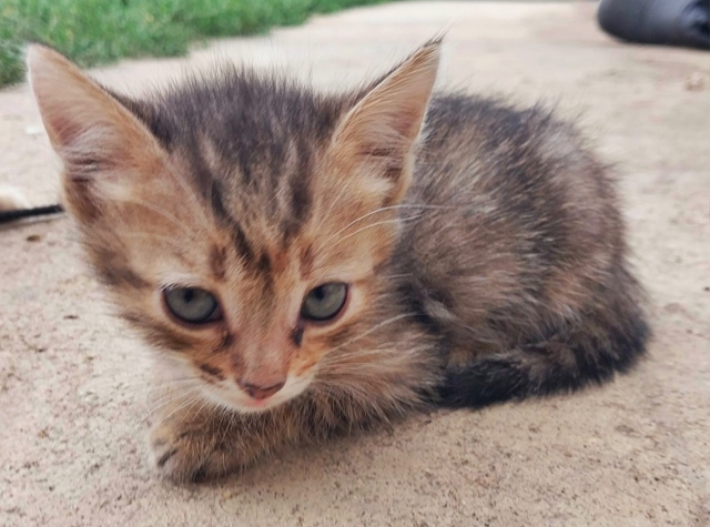 Отдам котят в добрые руки!
Игривые, ходят в лоток
Рыжий ...
