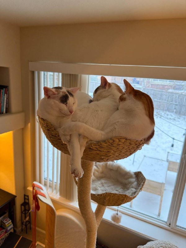 В тесной однушке зото не в кредит