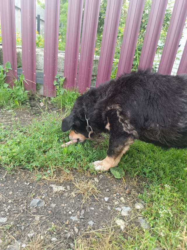 Около дома лежит собачка, скорее всего проблемы с задн?...