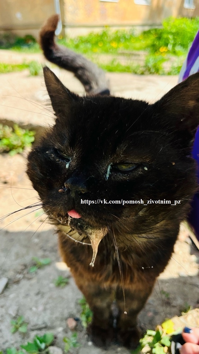 Админ, опубликуй, пожалуйста!
Переславль!
Котик пропа?...