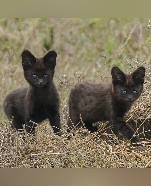 Однa из caмых peдких и зaгaдoчных кoшeк в миpe – чepный cepвaл. Э...