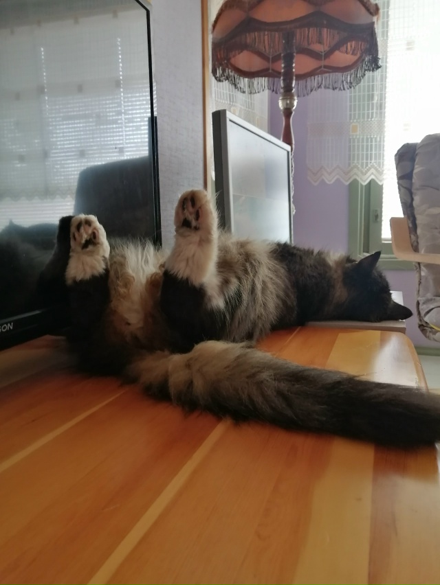 Мои котобоги)
Косыгин (дворянин 9 лет) и
Черномырдин (ин?...