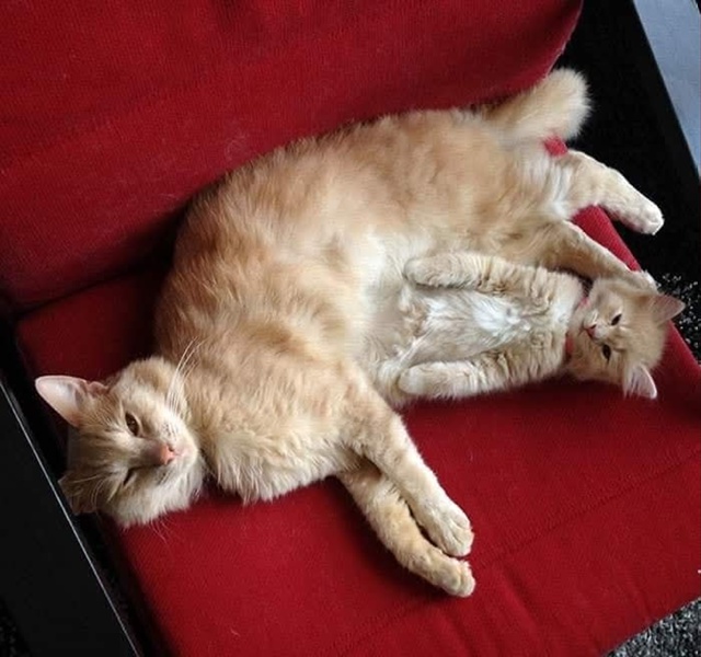 Коты и кошки и их мини-копии)❤