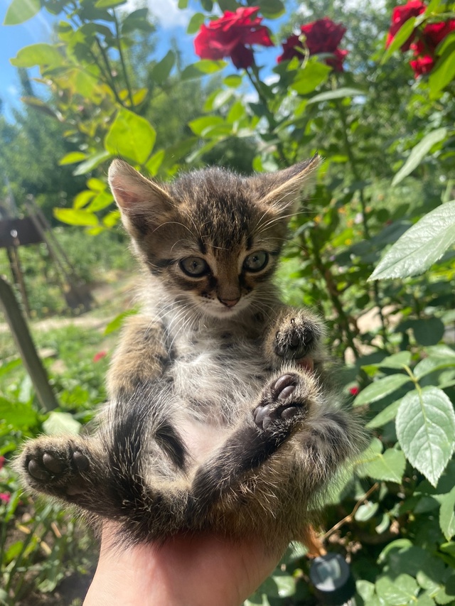 Котенок в поиске дома.
Обращаться на Вотсап по номеру 8...