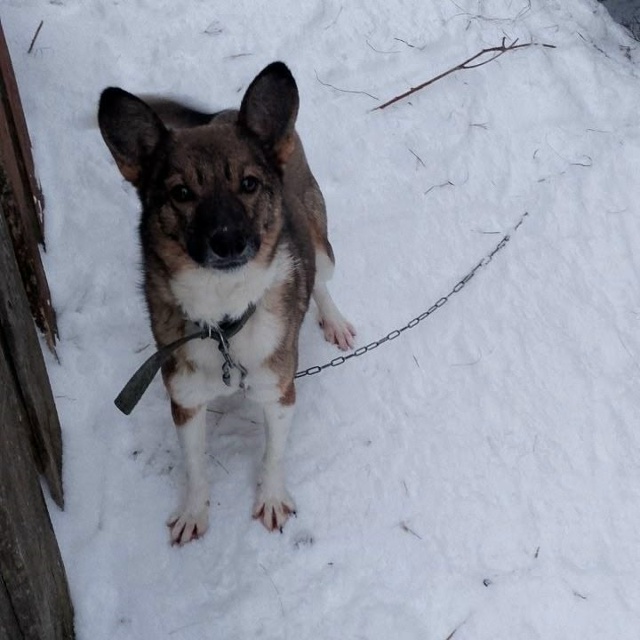 📍г. Бородино.
Отдаются в добрые руки собачки разного ?...