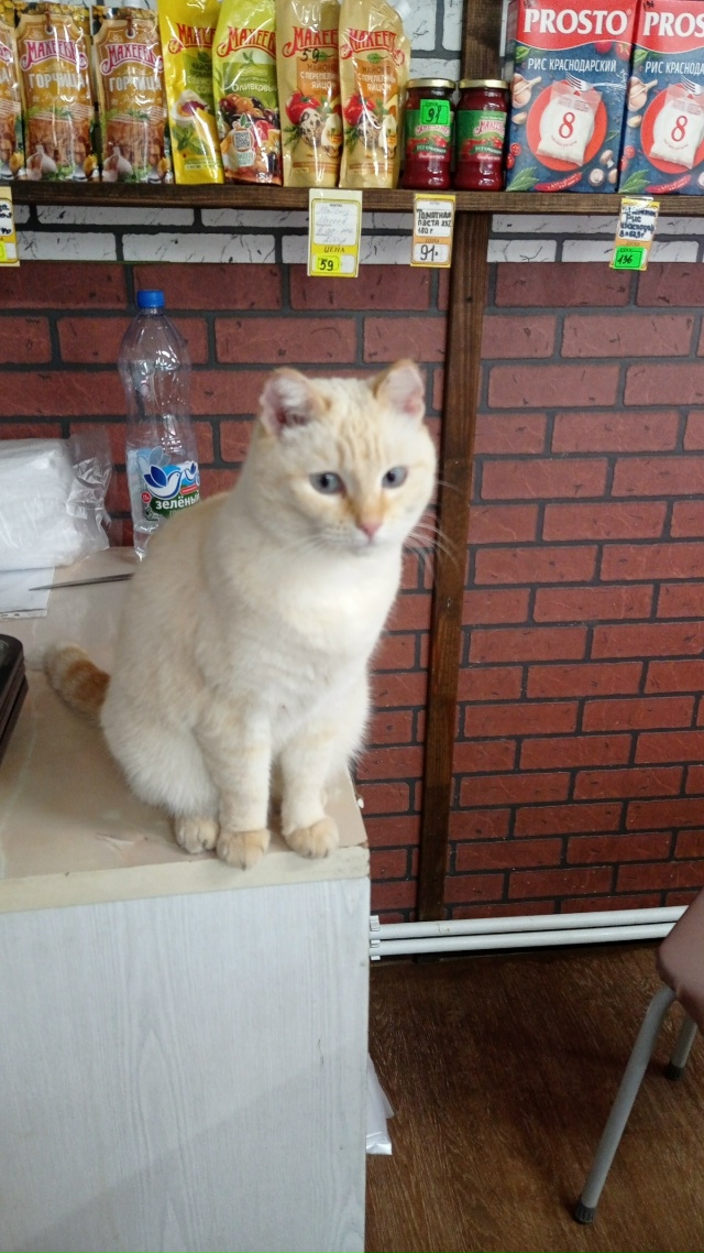Добрый вечер. Никто не терял? Красивый котик или кошечк...