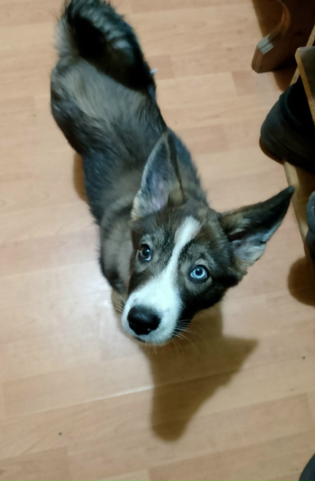 Отдам щенка в добрые руки.
Она девочка, ей 2 месяца.
Мам...