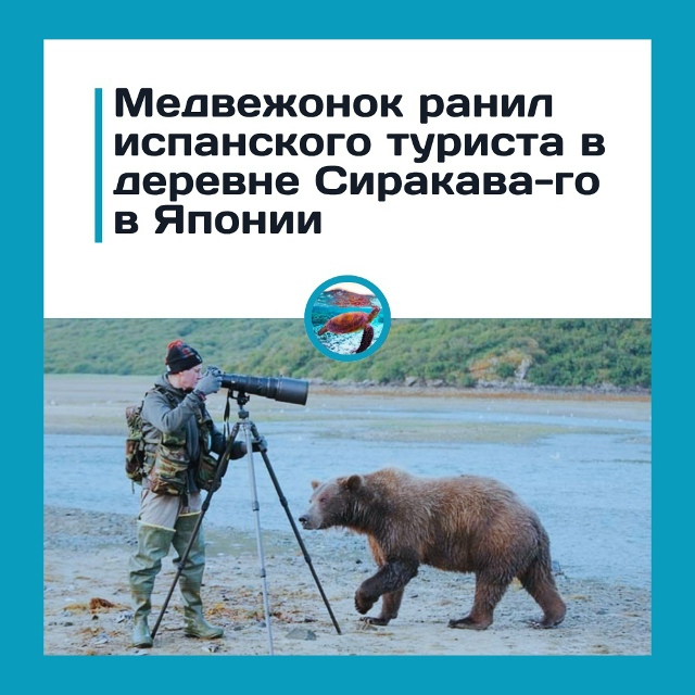Испанский турист пострадал от нападения медведя в Япо?...