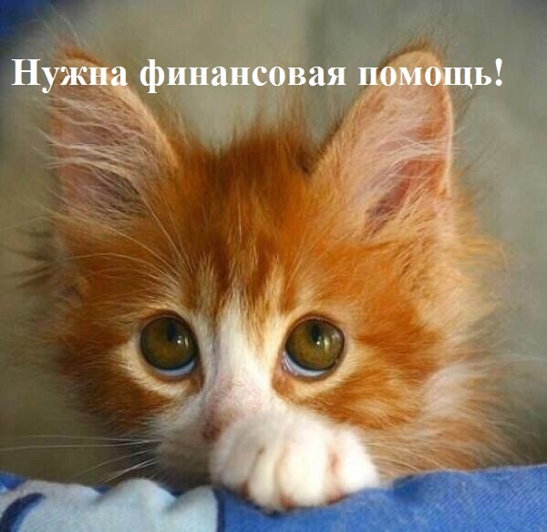 Друзья!
Мы снова к вам с просьбой помочь нам собрать де?...