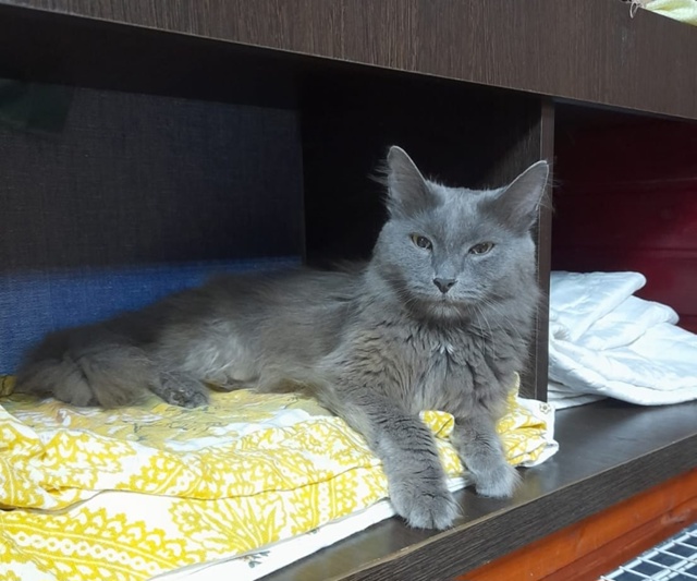ЧУДО - МУРКА 🐈‍⬛ ИЩЕТ ДОМ❗️
Шерстка словно бархат 🌺...