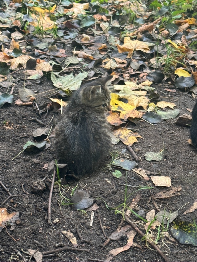 Добрый день. На улице Смурякова 6 появился котенок, еще ...