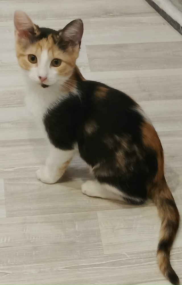 Добрый день! Пропал котёнок, кличка Ася в районе ул. Над...