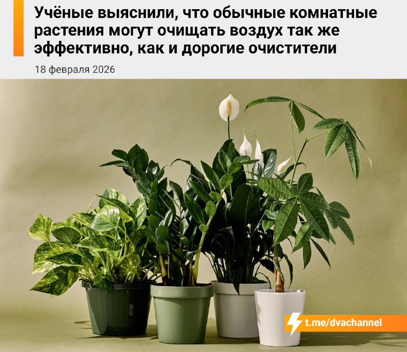 ❗️Обычные комнатные растения чистят воздух так же круто, как дорогие очистители, выяснили учёные
Во