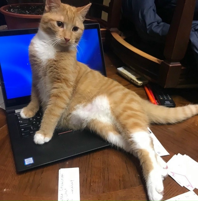 Бубиик ,осваивает модную специальность Айтишник!)?