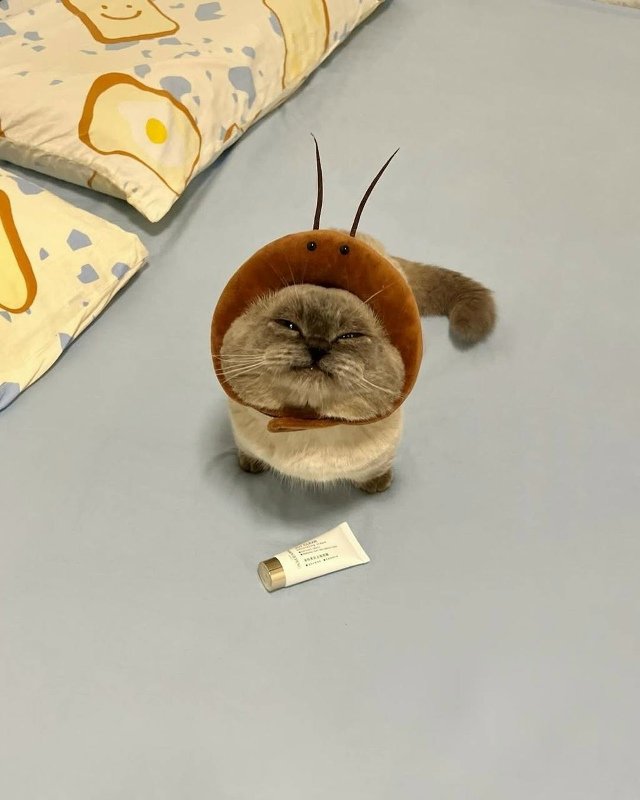 Самый прелестный жучок🥰