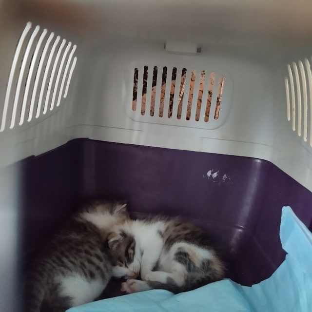 Помогите пристроить кошку и трёх котят.Кошка бездомна?...