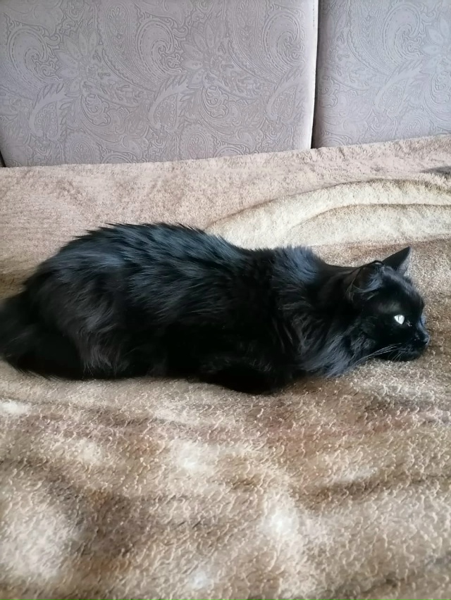 Пропала любимица семьи. Кто видел или приютил пожалуйс...