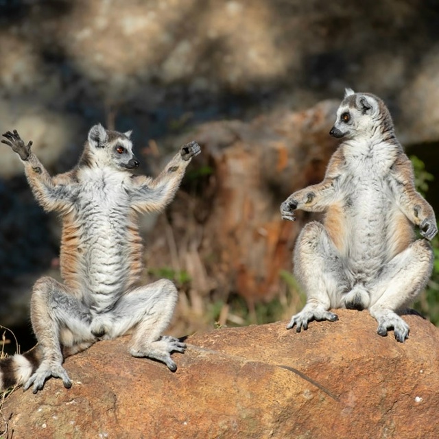 👉Объявлены финалисты конкурса самых смешных фото дик...