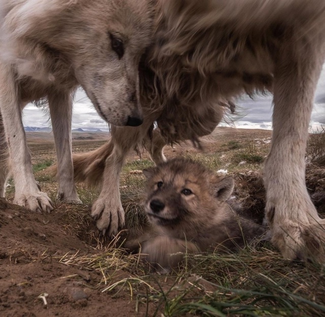 Фотоловушка запечатлела редкий и трогательный момент ...