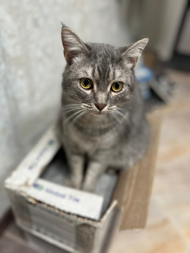 🆘 ПРОПАЛ КОТ 🆘
Кличка - Барс, 3 года, кастрирован. Очен...