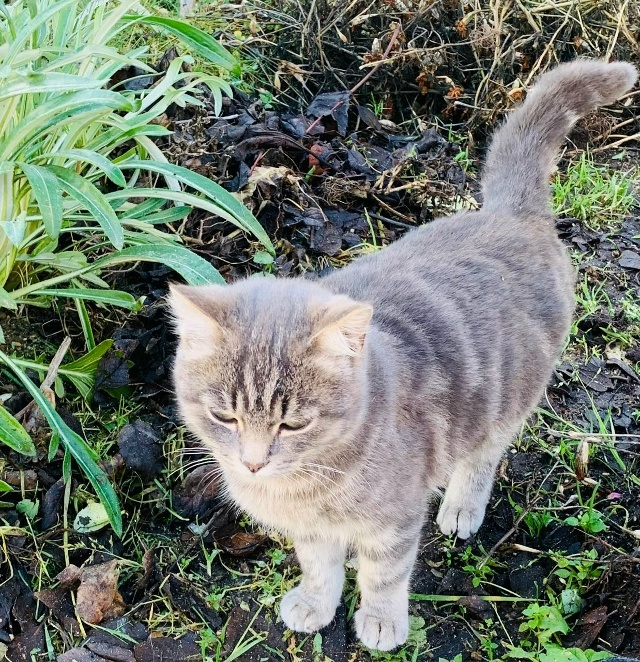 Котята в добрые руки , две девочки, мама шотландка висл...