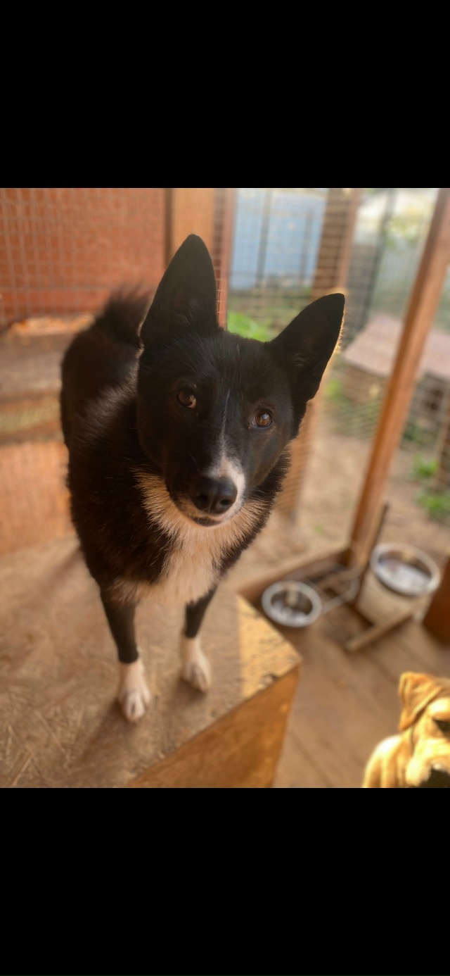 ПРОПАЛА СОБАКА !!!!!
Лайка Русско-европейская
На собаке ?...