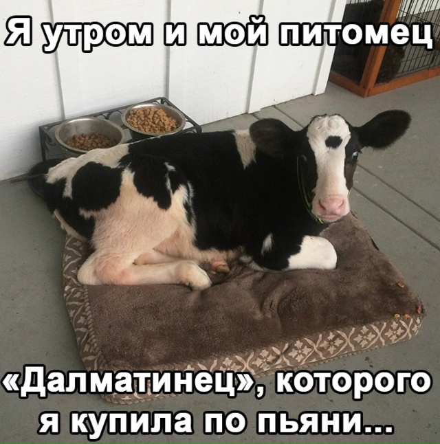 Только лаять не будет