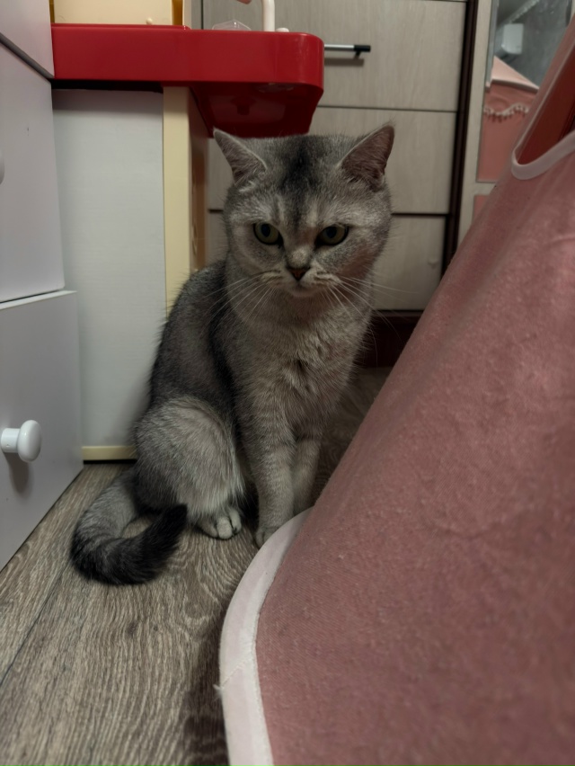 Добрый вечер, на даче в Сорокино прибилась кошка, забр?...