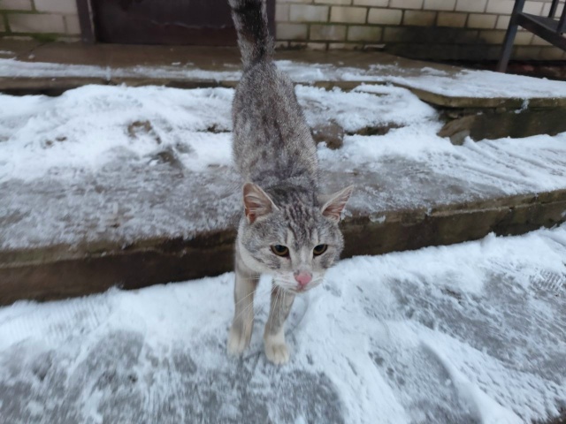 Люди добрые! Рядом с 12 магазином, напротив «Приветливо?...