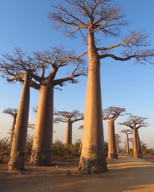 Мадагаскар??
Аллея баобабов является знаменитой гр...