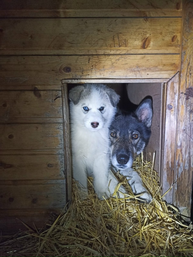 ?ДВА МАЛЬЧИКА-КРАСАВЧИКА ИЩУТ ДОМ!?
Щенкам -малышам ?...