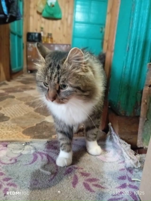 В деревне Погорелое появился котик, может кто то узнае?...