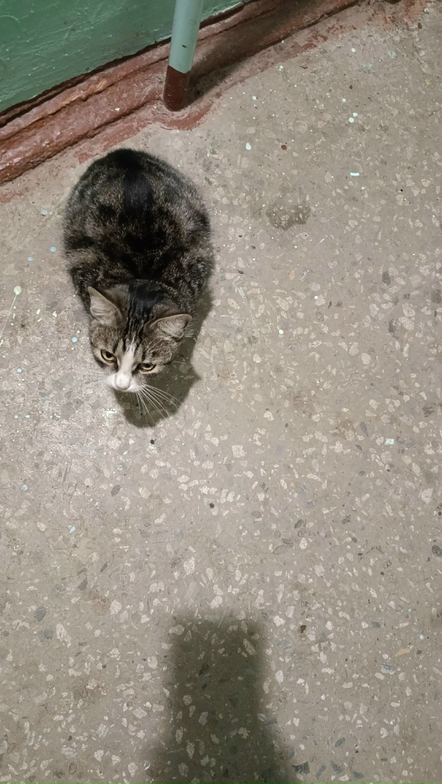 В 1 МКР дом 15 последний подъезд. Сидит целый день котено...