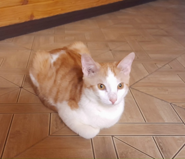 Котёнок КЕША ждёт любящую семью❣️
️😻 Добрый, ласков?...