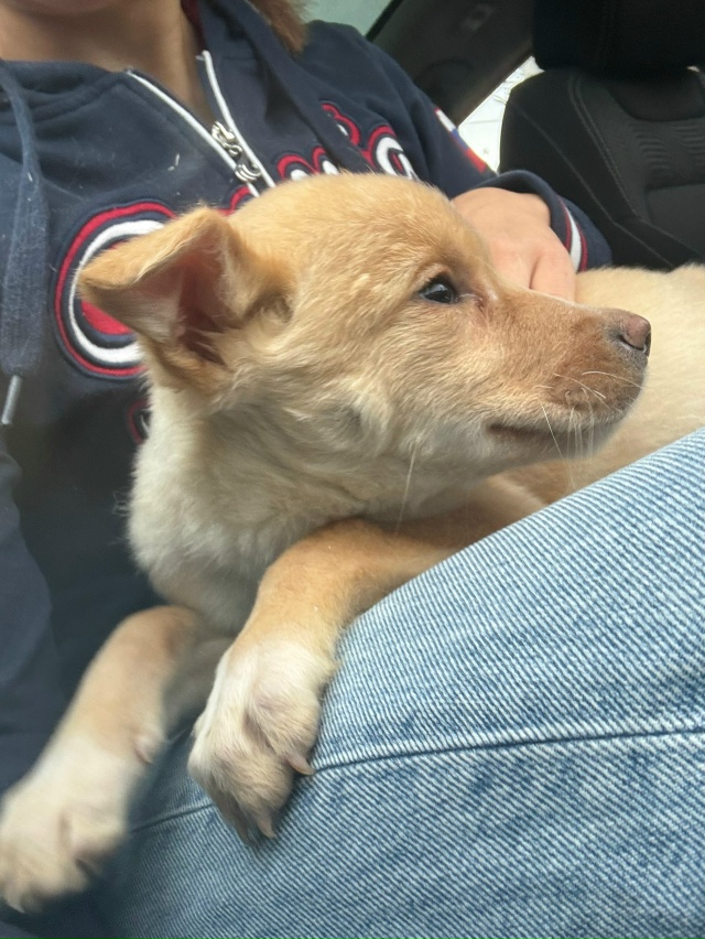 Здравствуйте! Разместите пожалуйста пост 🙏
Очень ище?...