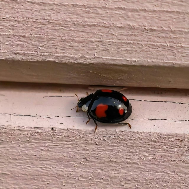 ❗Опасные божьи коровки-арлекины атаковали Центральну...