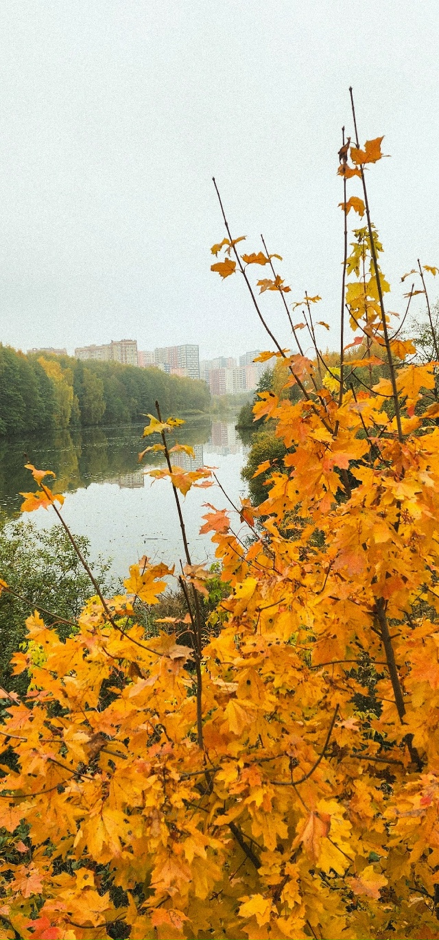 Осень в Балашихе😍