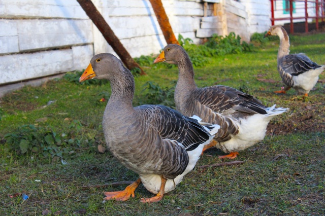 Хорошевский коневодческий комплекс 🍂🍂
Правда краси...