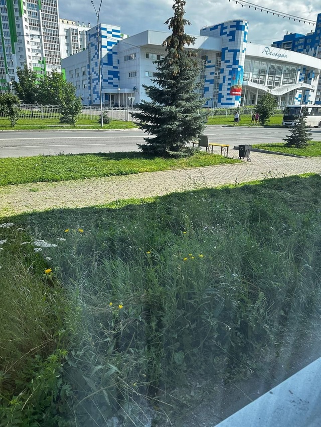 ⁉Здравствуйте! Хотелось бы уточнить по поводу покоса ?...