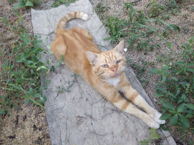 Посмотрите на этого кота, пожалуйста, может быть, его к?...