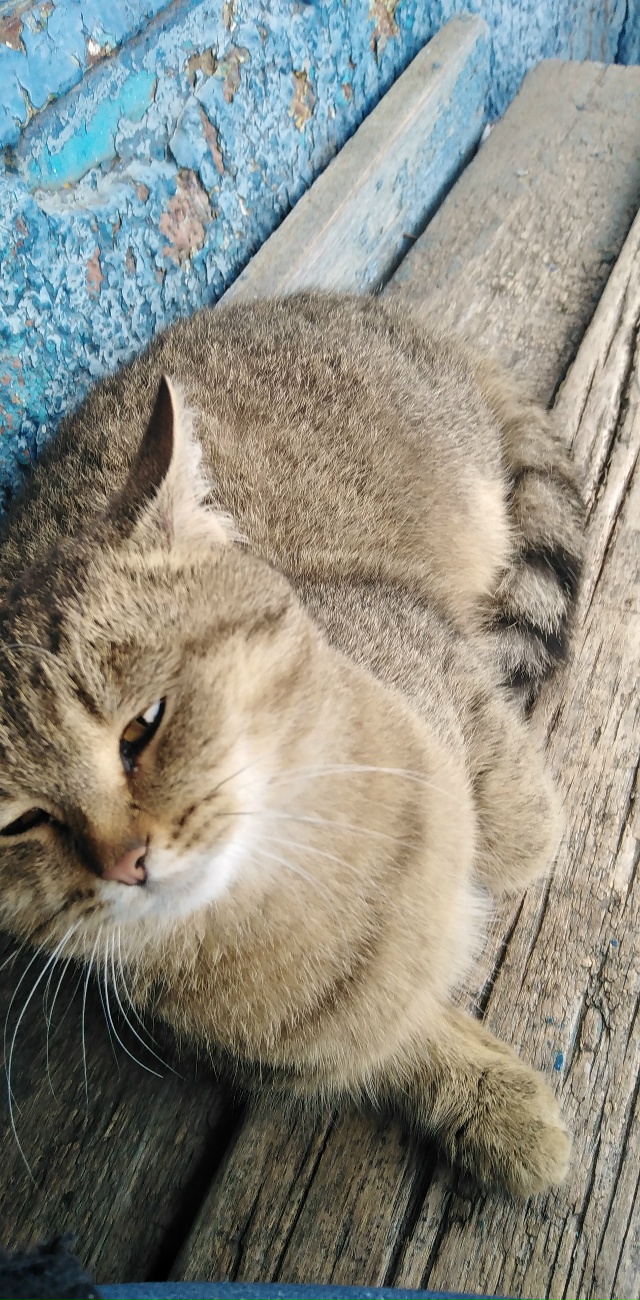 Чья потеряшка? Сидит на остановке, около магазина Побе?...