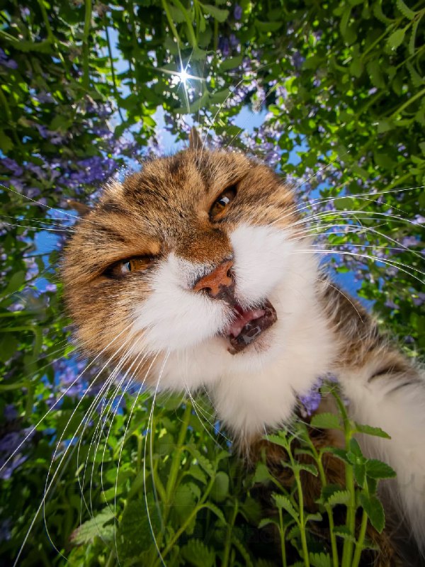 POV: ты мышь