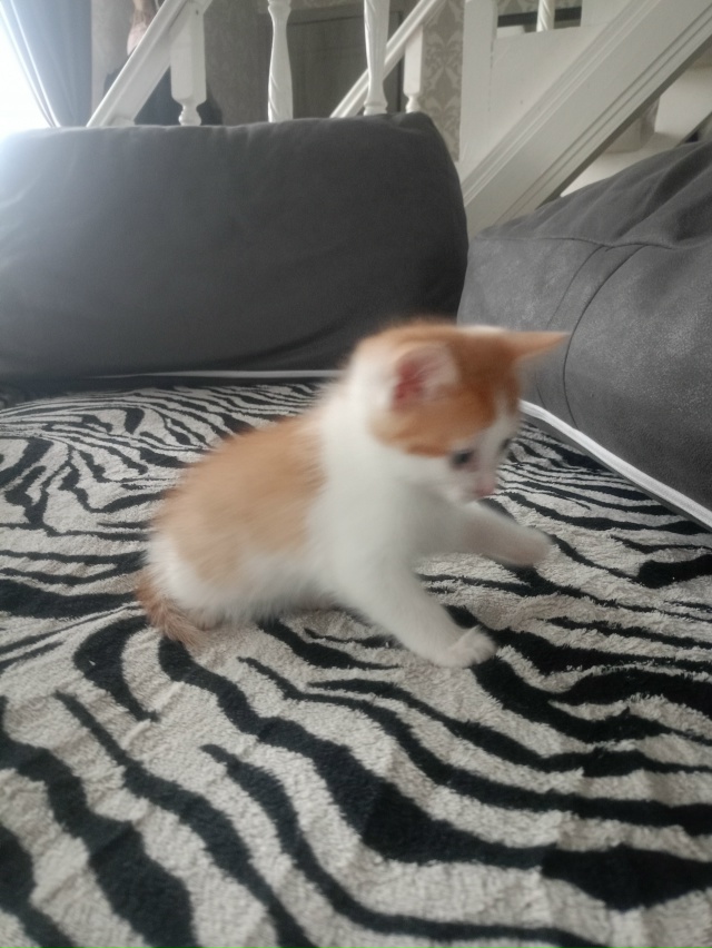 Котёнок 2 месяца, мальчик-кот, бодрый и здоровый, ест вс?...