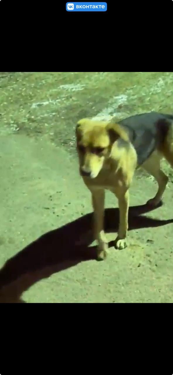 Калужская область. Кировский район. 🆘🆘🆘🆘🆘 Кто пот...