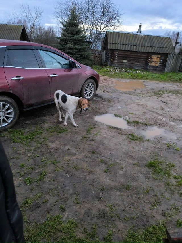 Кто потерял собаку! Вышел в Белоусове!