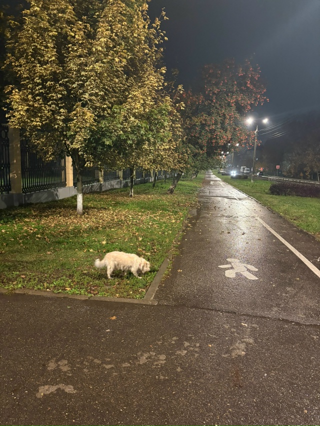 Кто потерял собаку?Бегает с красным ошейником,сверху у...